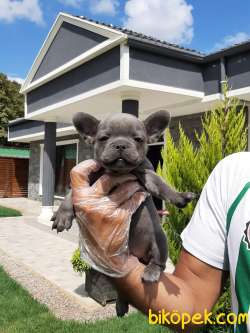 Blue French Bulldog Yavruları 4