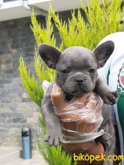 Blue French Bulldog Yavruları 2