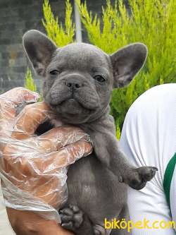 Blue French Bulldog Yavruları 3