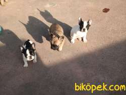 French Bulldog Yavruları  (Blue Taşıyıcı Beyaz) 4
