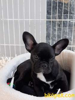 French Bulldog Yavruları ÇİFTLİKTEN 1