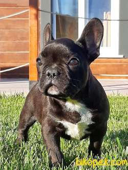 Mukemmel French Bulldog Yavruları ÇİFTLİKTEN 2