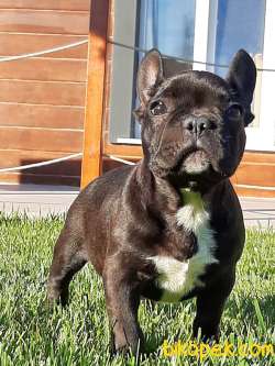 Mukemmel French Bulldog Yavruları ÇİFTLİKTEN 5