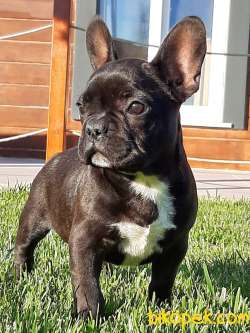 Mukemmel French Bulldog Yavruları ÇİFTLİKTEN 3