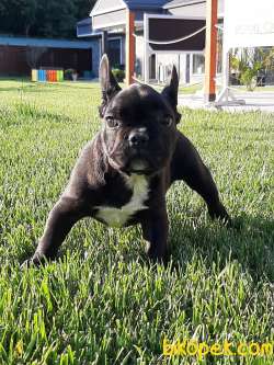 Mukemmel French Bulldog Yavruları ÇİFTLİKTEN 4
