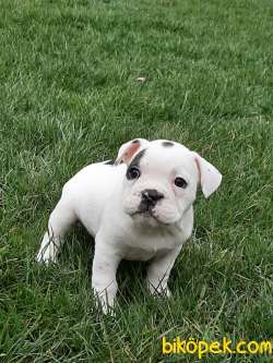 French Bulldog Yavruları ÇİFTLİKTEN 2