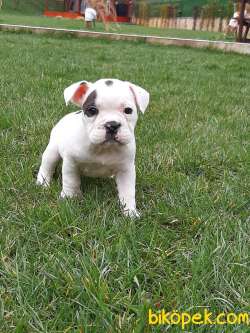 French Bulldog Yavruları ÇİFTLİKTEN 1