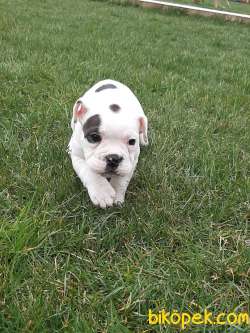 French Bulldog Yavruları ÇİFTLİKTEN 5