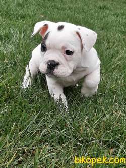 French Bulldog Yavruları ÇİFTLİKTEN 4