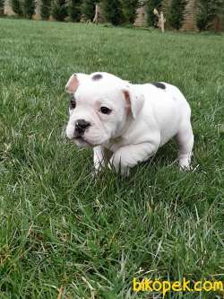 French Bulldog Yavruları ÇİFTLİKTEN 3
