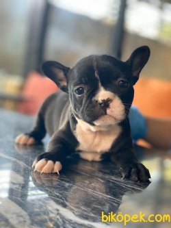 FRENCH BULLDOG YAVRULARIMIZ 1