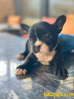 FRENCH BULLDOG YAVRULARIMIZ 2