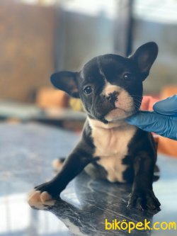 FRENCH BULLDOG YAVRULARIMIZ 3