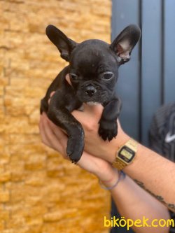FRENCH BULLDOG YAVRULARIMIZ 2