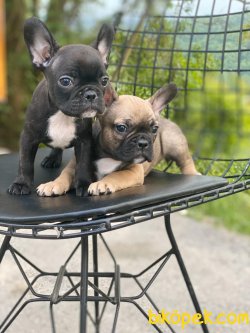 FRENCH BULLDOG YAVRULARIMIZ 3