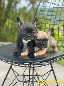FRENCH BULLDOG YAVRULARIMIZ 1