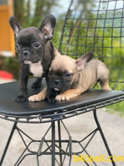 FRENCH BULLDOG YAVRULARIMIZ 2