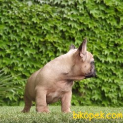 FRENCH BULLDOG YAVRULARIMIZ 3