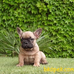 FRENCH BULLDOG YAVRULARIMIZ 1
