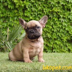FRENCH BULLDOG YAVRULARIMIZ 2