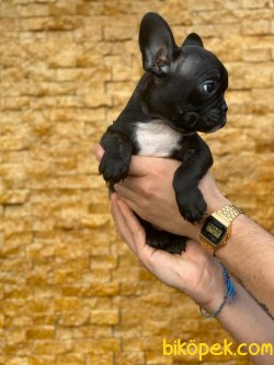 FRENCH BULLDOG YAVRULARIMIZ 4