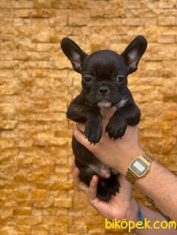 FRENCH BULLDOG YAVRULARIMIZ 3