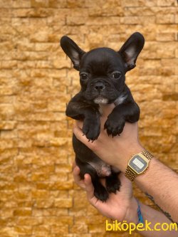 FRENCH BULLDOG YAVRULARIMIZ 1