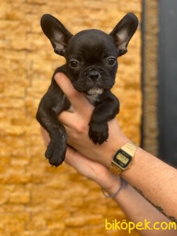 FRENCH BULLDOG YAVRULARIMIZ 2