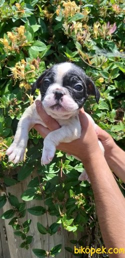 French Bulldog Yavrularımız 2