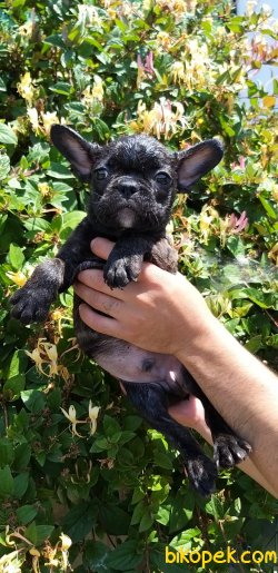 French Bulldog Yavrularımız 3