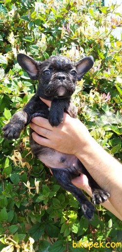French Bulldog Yavrularımız 5