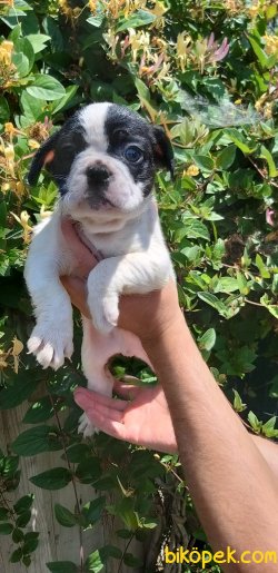 French Bulldog Yavrularımız 4