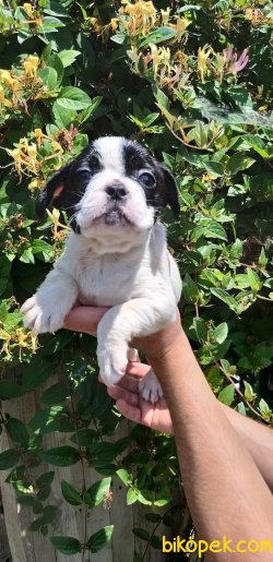 French Bulldog Yavrularımız 1