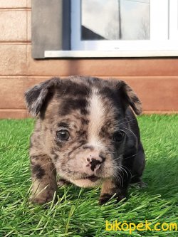 FRENCH BULLDOG YAVRULARIMIZ 3