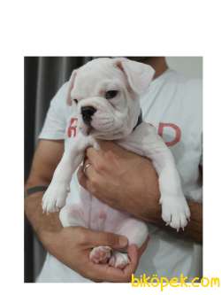 French Bulldog Yavrularımız 1