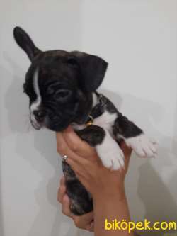 French Bulldog Yavrularımız 2