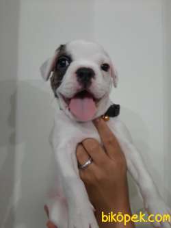 French Bulldog Yavrularımız 3