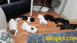 French Bulldog Yavrularımız 5