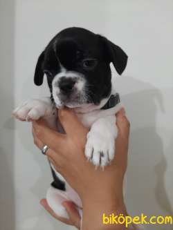 French Bulldog Yavrularımız 4