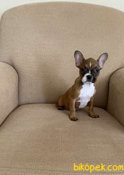 French Bulldog Yavrularımız Aşılı Kimlikli Teslim 3