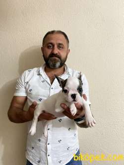 French Bulldog Yavrularımız Aşılı Kimlikli Teslim 4