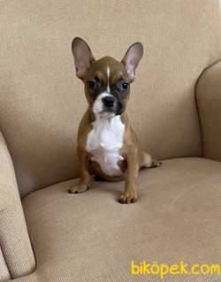 French Bulldog Yavrularımız Aşılı Kimlikli Teslim 1
