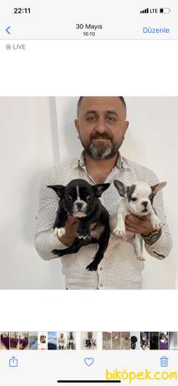 French Bulldog Yavrularımız Aşılı Kimlikli Teslim 2