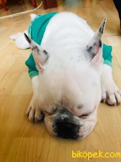 French Bulldog Yavrum 4