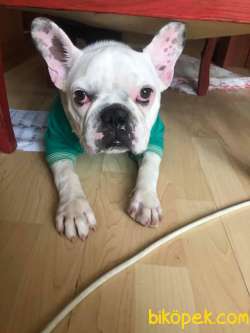 French Bulldog Yavrum 2