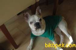 French Bulldog Yavrum 1