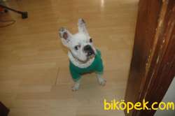 French Bulldog Yavrum 3