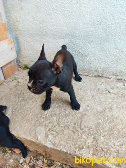 French Bulldog Yavrum 3