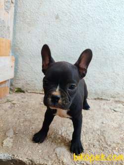 French Bulldog Yavrum