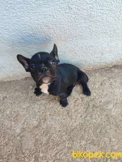 French Bulldog Yavrum 2